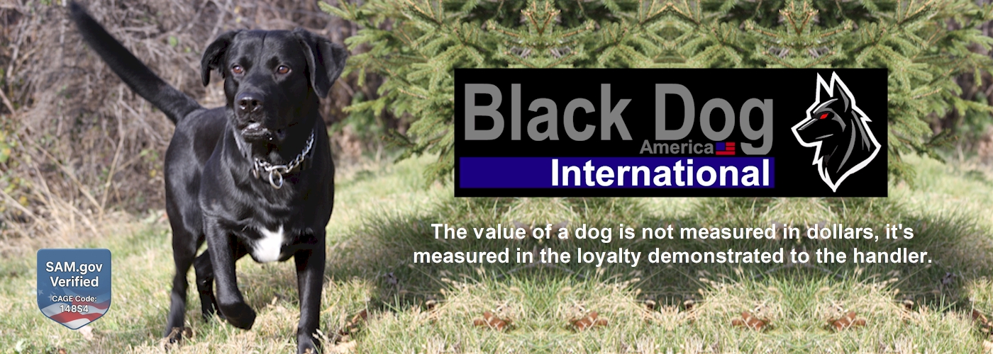 Black Dog America